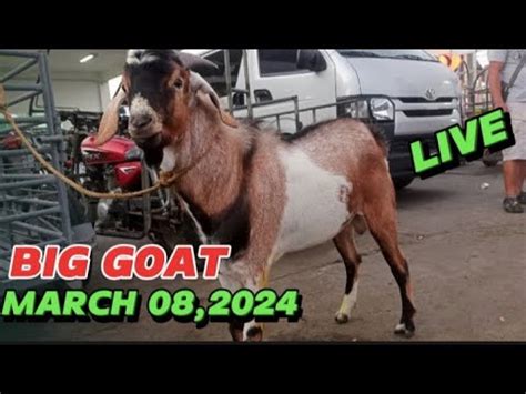 March Updeted Price Ng Ibat Ibang Lahi Ng Kambing