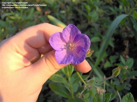 Plantfiles Pictures Cranesbill Hardy Geranium Orion By Purplepansies