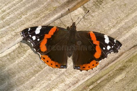 Mariposa Del Almirante Rojo Atalanta De Vanesa Foto De Archivo