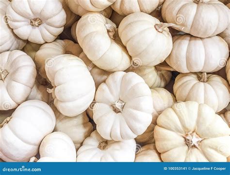 A Collection of White Mini Pumpkins Stock Image - Image of fall ...