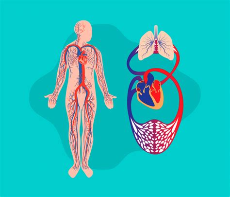 Sistema Cardiovascular Descoberta E Evolu O Blog Jaleko