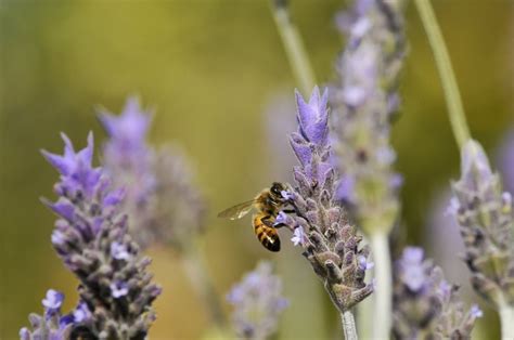 A Guide to Growing French Lavender | Garden Design