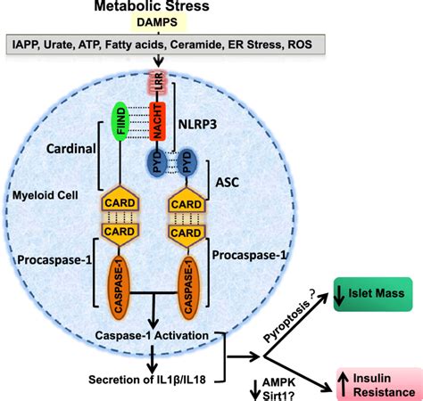 Hypothetical Model Depicting The Role Of Nlrp3 Inflammasome In Type 2