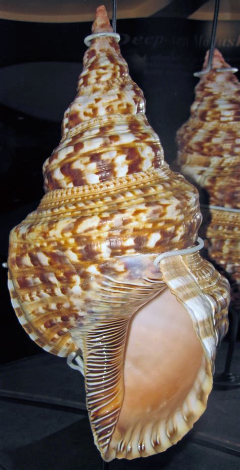 Charonia Variegata Atlantic Trumpet Triton Snail Offshore Fortaleza