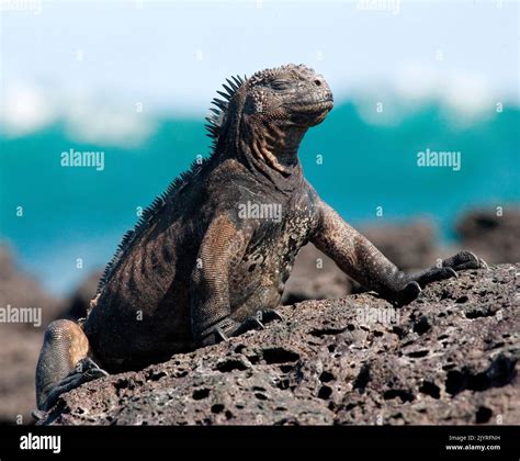 La Iguana Marina Amblyrhynchus Cristatus Est Sentada En Las Rocas De