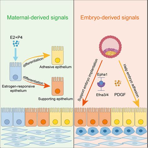 Maternal And Embryonic Signals Cause Functional Differentiation Of