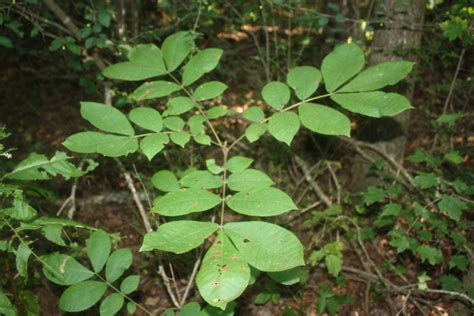 Mockernut From Cullman County Al Usa On July At Pm By