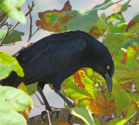 Perfect Curve 7000 Grackle Legacy Park Pekabo Flickr