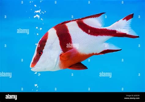 Emperor Red Snapper Hi Res Stock Photography And Images Alamy