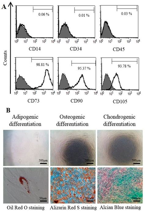 Mesenchymal Stem Cells Markers