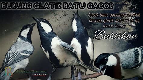 Audio Pancingan Buat Burung Glatik Batu Glatikbatugacor Youtube