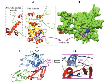 Modeled Structure Of Giubp Protein Obtained By Threading A And B