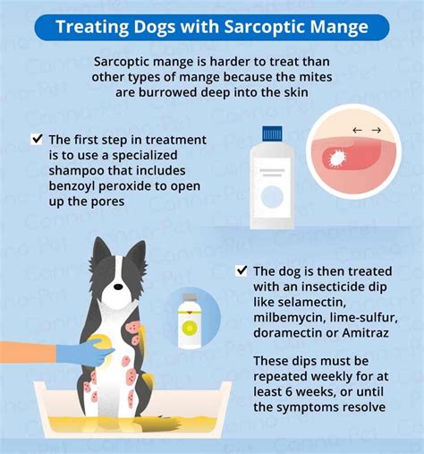 Mange in dogs causes symptoms treatment – Artofit