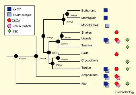 Relationships Between Vertebrate Zw And Xy Sex Chromosome Systems