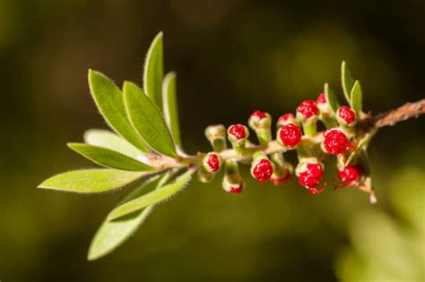 Top 60 Melaleuca Tree Stock Photos, Pictures, and Images - iStock