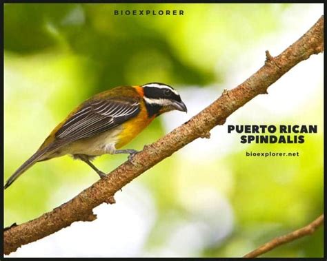 Puerto Rican Spindalis | Spindalis Portoricensis | Puerto Rico Bird | Facts