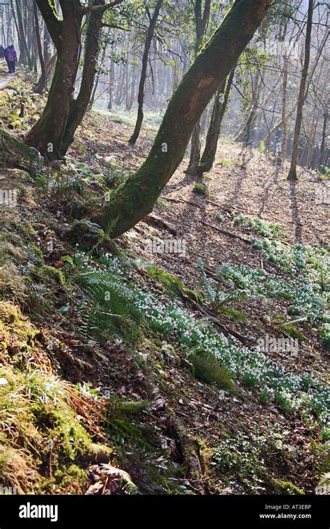 Wild Snowdrops Galanthus Nivalis Snowdrop Valley River Avill Exmoor