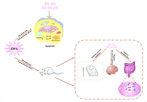 Schematic Diagram Of Underlying Mechanism For Neuroprotective Effects