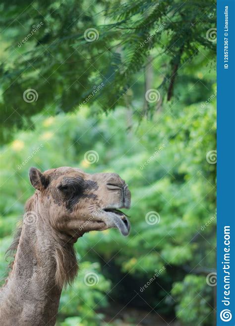 Camel In The City Park National Thailand Zoo Stock Image Image Of