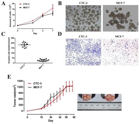 Establishment And Characterization Of A CTC Cell Line From Peripheral