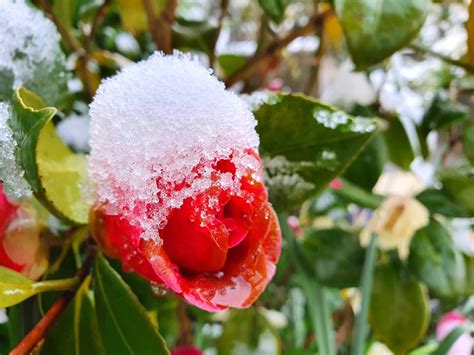 Hoe Bescherm Je Planten Tegen Vorst En Kou Tuinmaand Nl