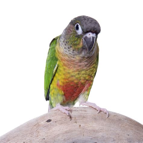 Petco Green Cheek Conure Price Clearance | www.danzhao.cc