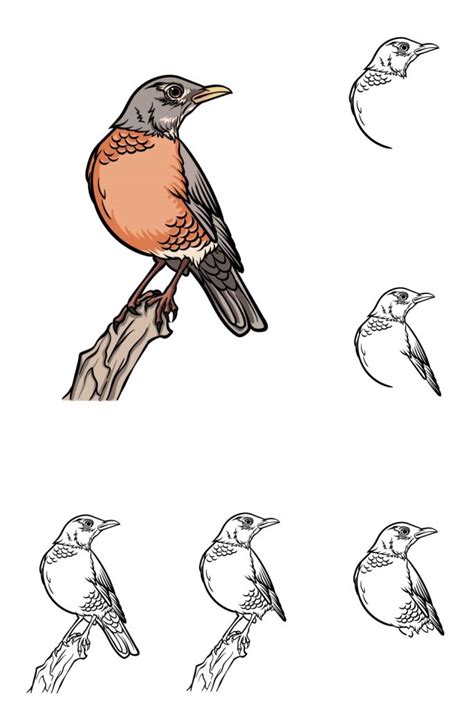 15 Super Beautiful Robin Bird Drawing Ideas - Drawings