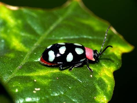 Eight Spotted Flea Beetle Eight Spotted Flea Beetle Omop Flickr