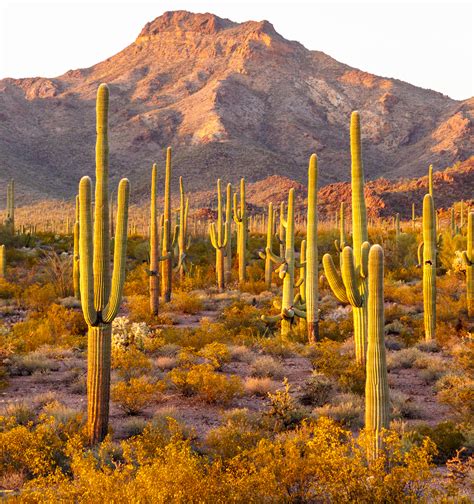 2016 Organ Pipe National Monument on Behance