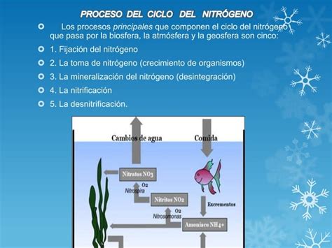 El Ciclo Del Nitrogeno Ppt