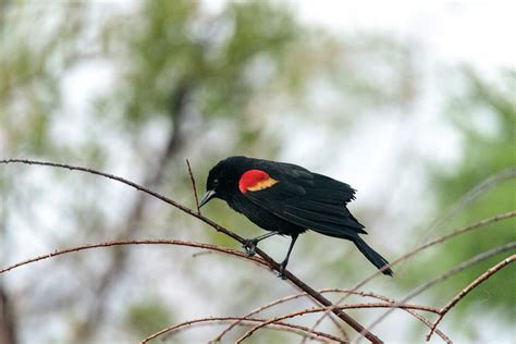 20 Common Birds in Montana (with Pictures)