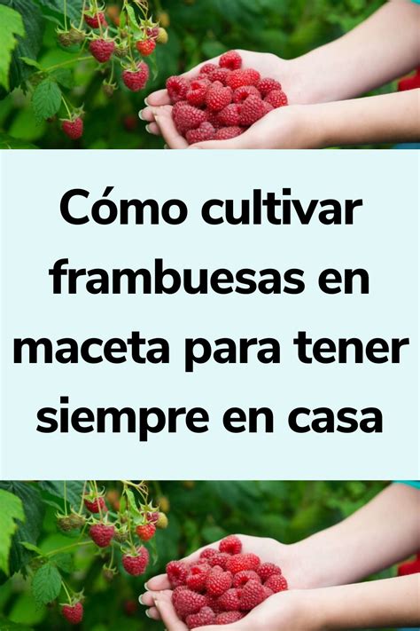 Cómo cultivar frambuesas en maceta para tener siempre en casa