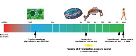 Sur Les Traces Des Premiers Animaux