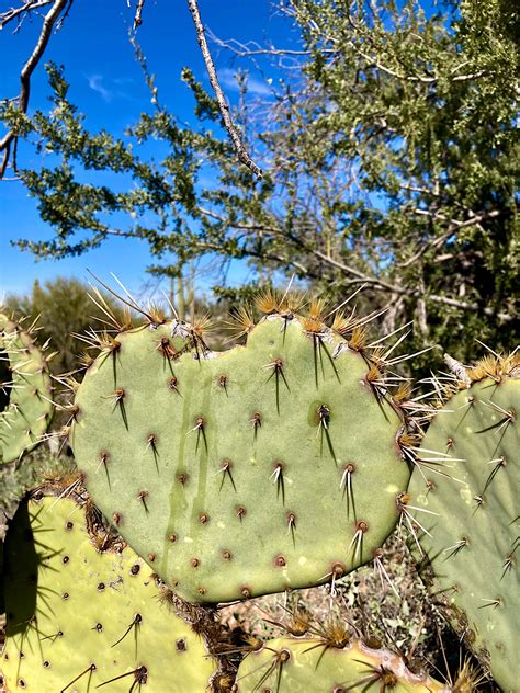 Saguaro National Park: East versus West - Time.Travel.Trek.