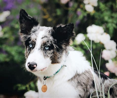 Border Collie descubre sus características y su gran inteligencia Blog