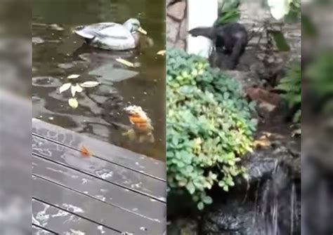 homeowner squeaks displeasure  otters feasting  prized koi