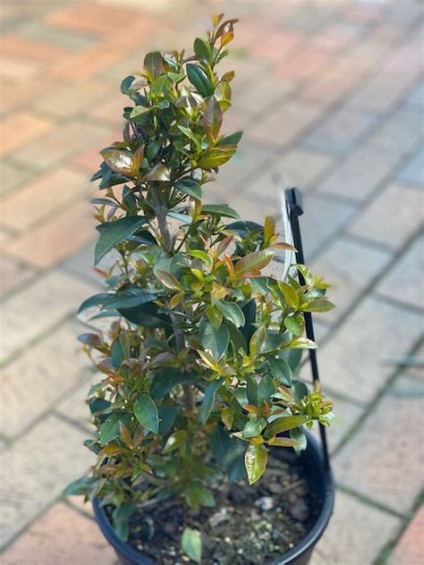 Syzygium Hinterland Gold 200mm The Garden Feast