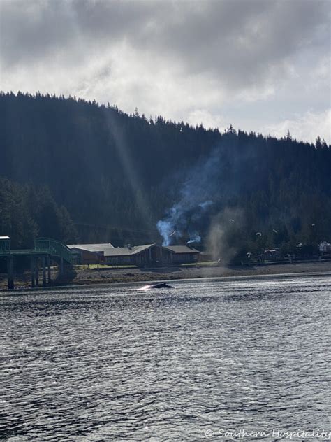 NCL Cruise: Alaska Ports {Icy Strait Point & Glacier Bay} - Southern Hospitality