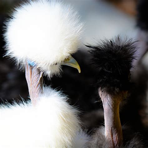 Naked Neck Showgirl Silkies Danville Ca Featured Bantam Beasts