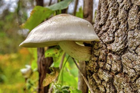 Mushroom on tree Digital Art by Daniel Vermilye - Fine Art America