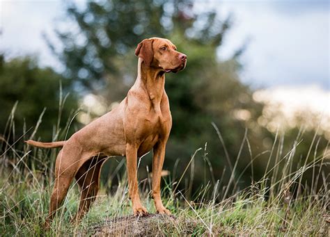 25 Hunting Dog Breeds That Make the Bravest Companions – PureWow