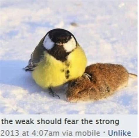 The Weak Should Fear The Strong Rgthousingmemes