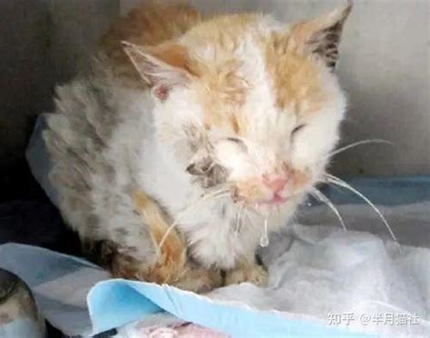 猫咪科普猫咪总是反复咳嗽和打喷嚏怎么办 知乎