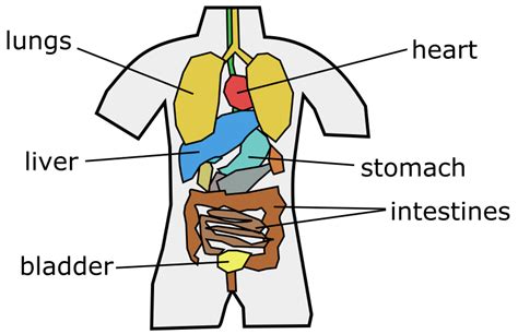 Internal Organs Chart Female Illustration Of Womans Internal Organs