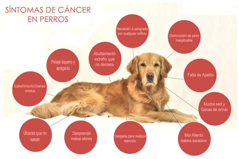 Síntomas De Cáncer En Perros