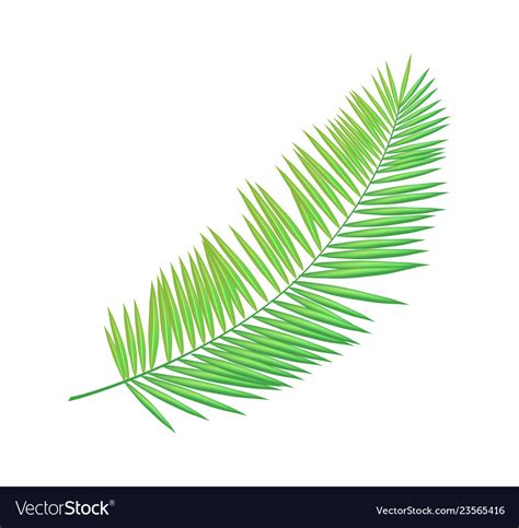 Areca palm leaf icon closeup Royalty Free Vector Image