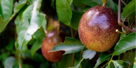 How To Grow Passion Fruit In Your Backyard Lawn Au