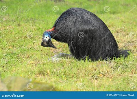 Dwarf Cassowary Royalty-Free Stock Photography | CartoonDealer.com ...