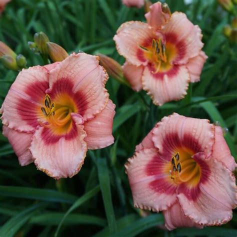 Strawberry Candy Daylily Pink Rebloomer Oakes Daylilies