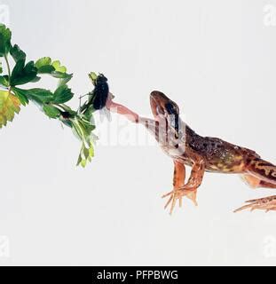 Frog Catching Flies With Mouth Open Close Up Stock Photo Alamy